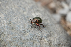 オオセンチコガネ