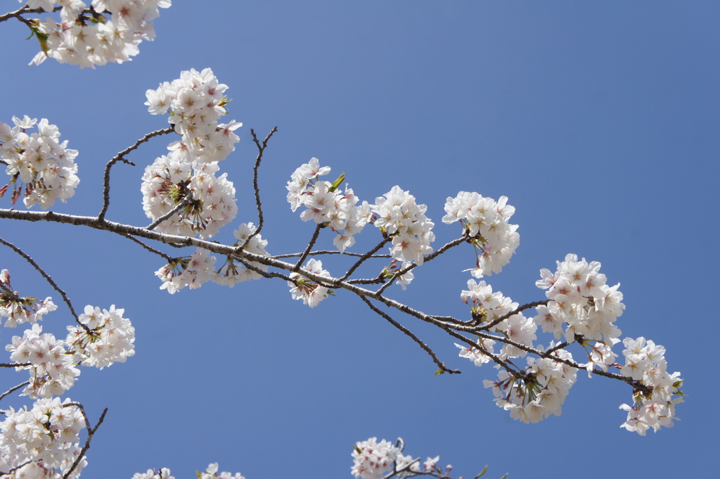 桜