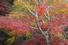 紅葉