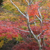 紅葉