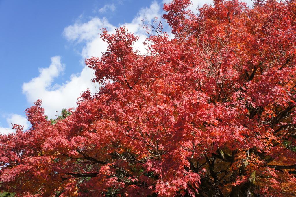 紅葉