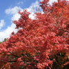 紅葉