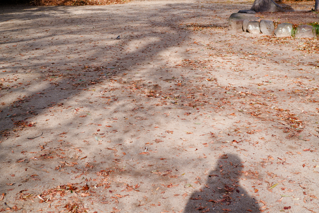 なんか、良い光。