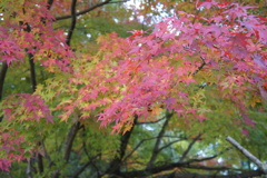 紅葉