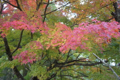 紅葉