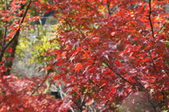 紅葉