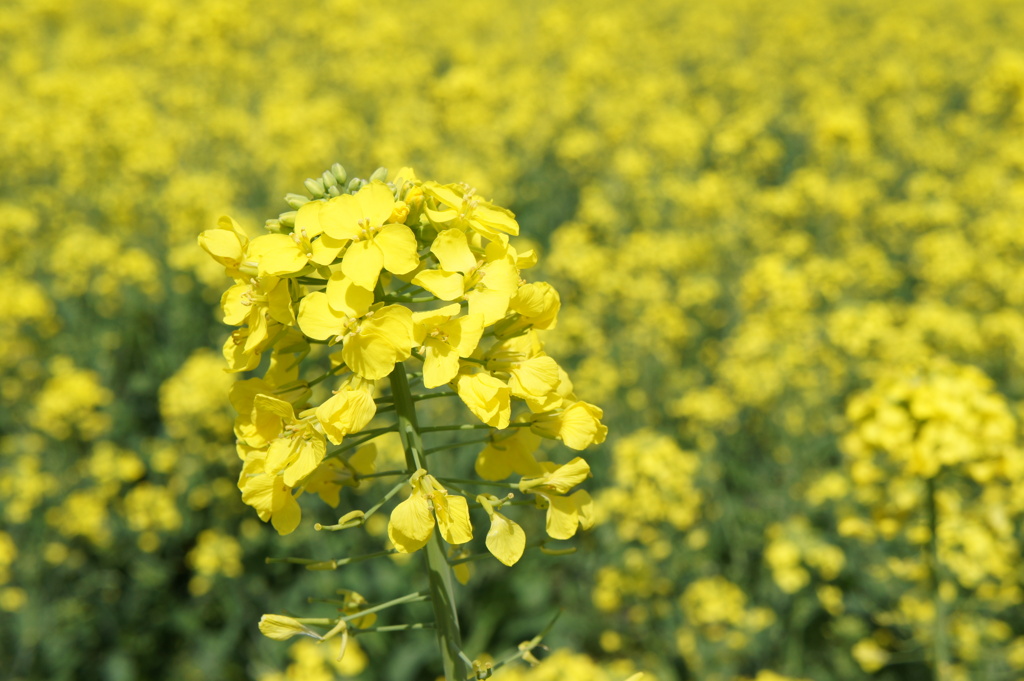 菜の花