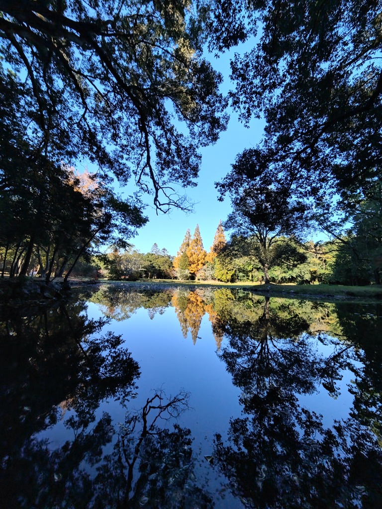 池の反射