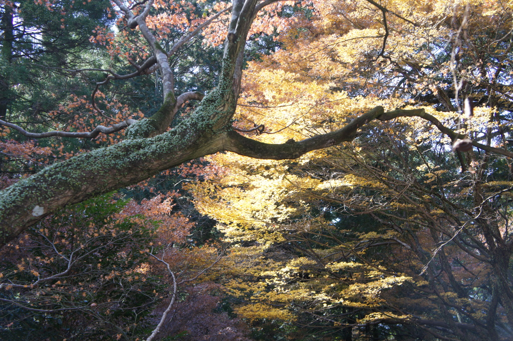 木々