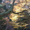 木々
