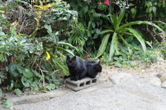 黒猫