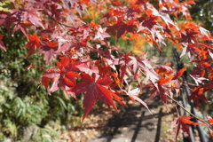 紅葉