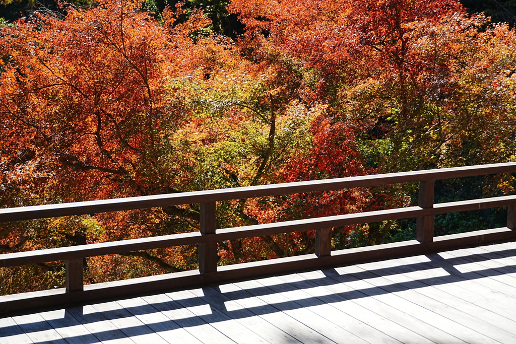紅葉