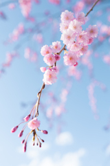 しだれ桜色
