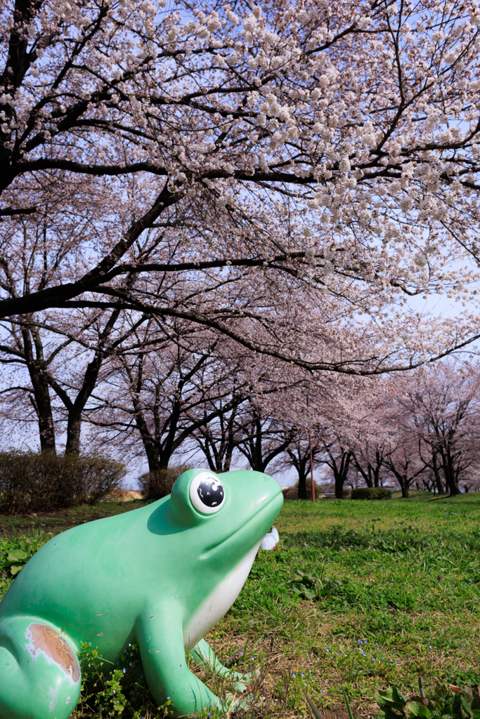 花見