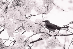 桜とヒヨドリ