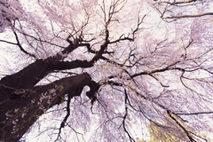 しだれ桜を仰ぎ見る2