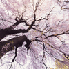 しだれ桜を仰ぎ見る2
