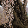 桜の古木