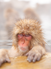 いやしの時間