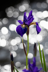 花菖蒲