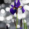 花菖蒲