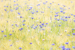 花麦畑