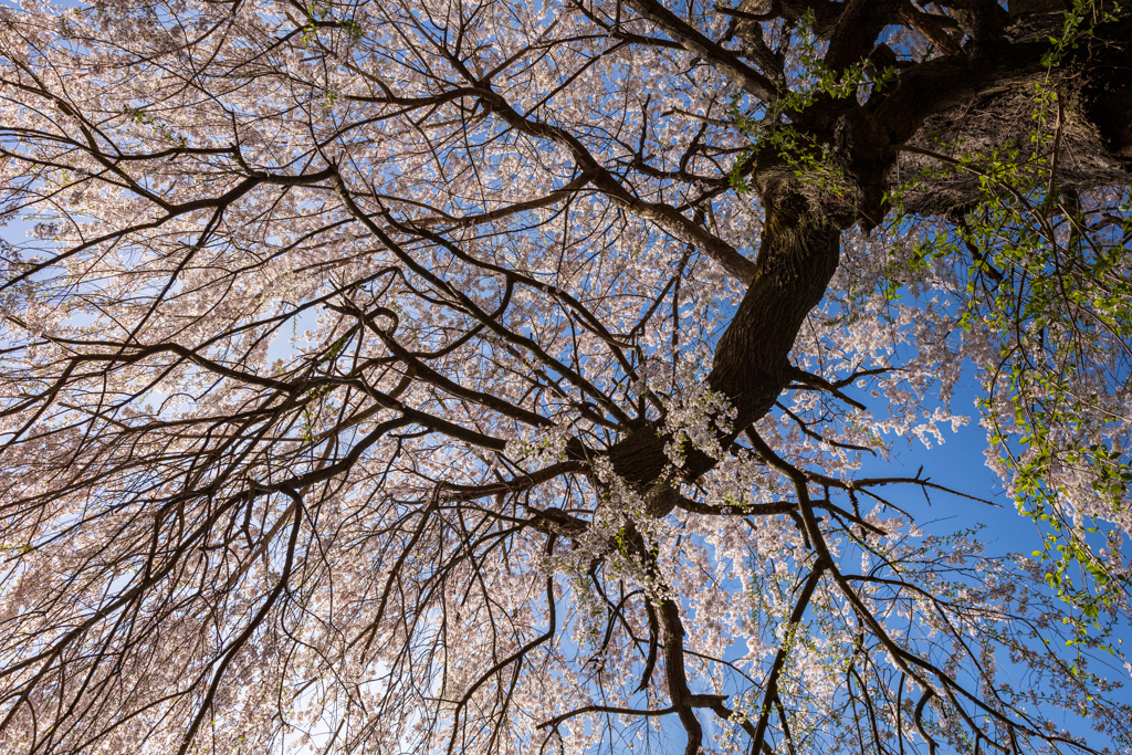 しだれ桜を仰ぎ見る1