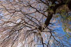 しだれ桜を仰ぎ見る1