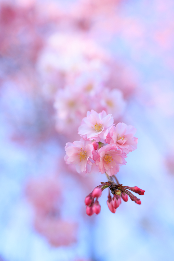 しだれ桜
