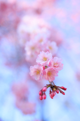 しだれ桜