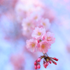 しだれ桜
