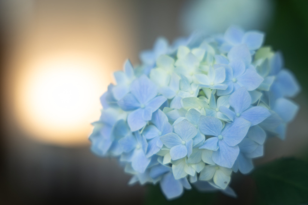 アジサイの花 by Nuts-kozou （ID：13560746） - 写真共有サイト:PHOTOHITO