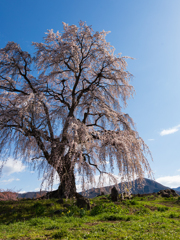 和美（なごみ）の桜
