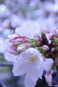 お花見
