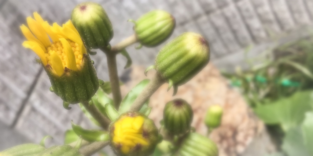 ソフトカラーと花々の接写　Vol. 31