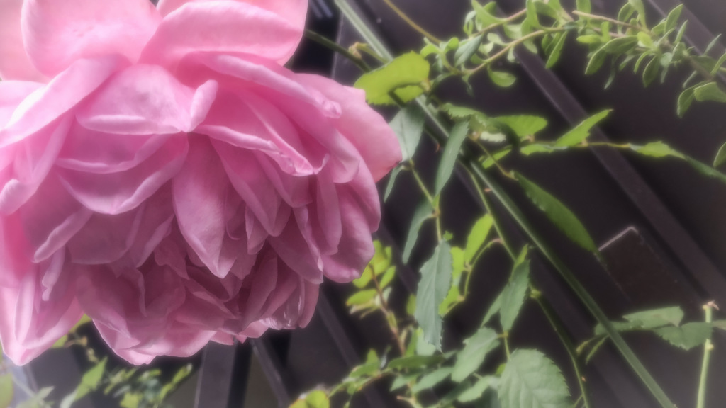 ソフトカラーと花々の接写　Vol. 32
