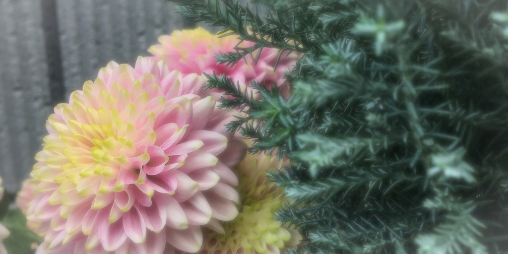 ソフトカラーと花々の接写　Vol. 30