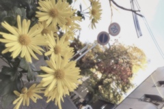 パステルセピアと花々の接写　Vol. 62