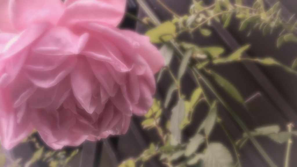 パステルセピアと花々の接写　Vol. 32
