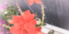 パステルセピアと花々の接写　Vol. 27