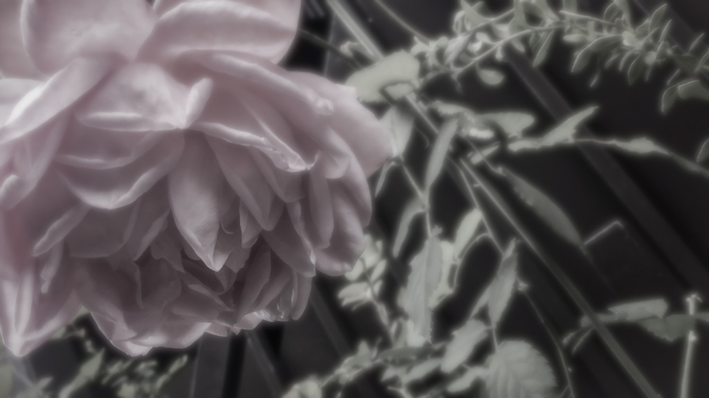 ダークトーンと花々の接写　Vol. 32