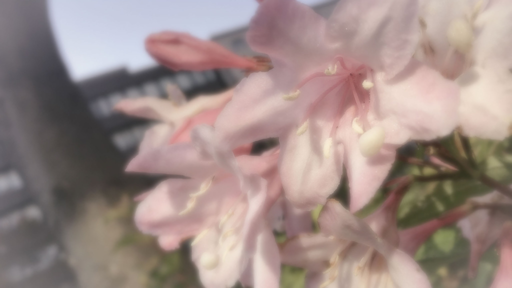 パステルセピアと花々の接写　Vol. 22
