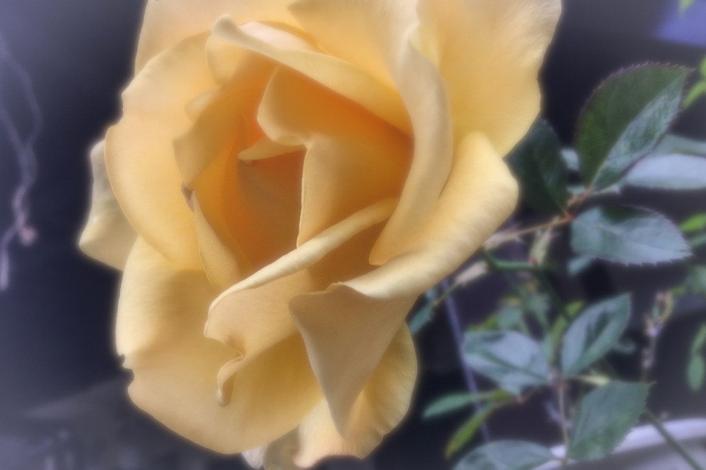 ソフトカラーと花々の接写　Vol. 33
