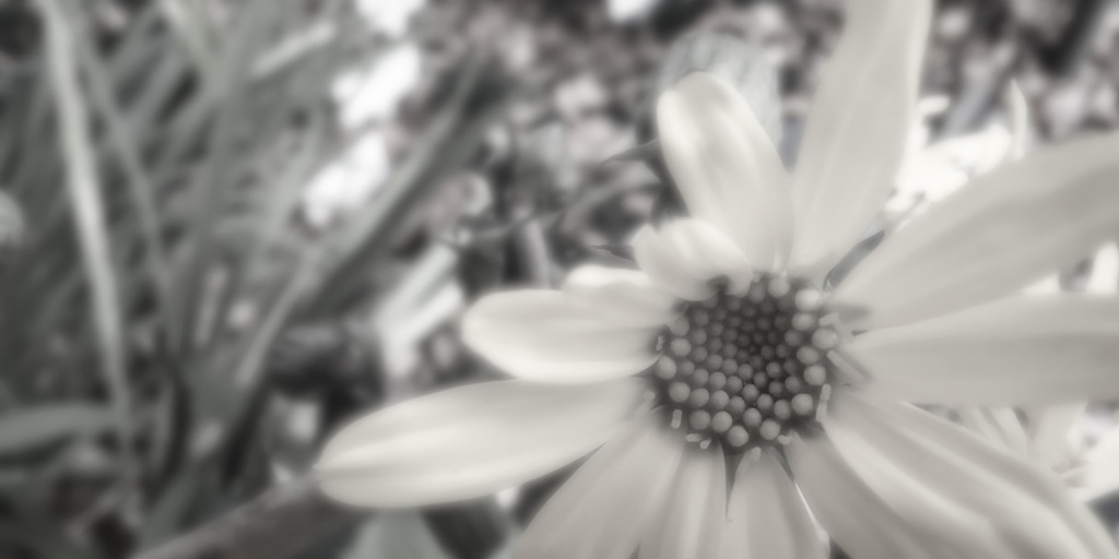 ダークトーンと花々の接写　Vol. 26