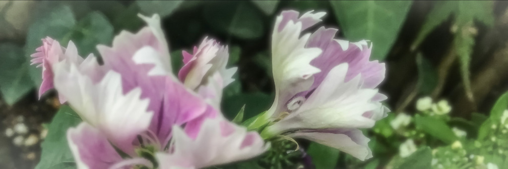 ソフトカラーと花々の接写　Vol. 15