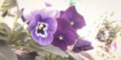 パステルセピアと花々の接写　Vol. 23