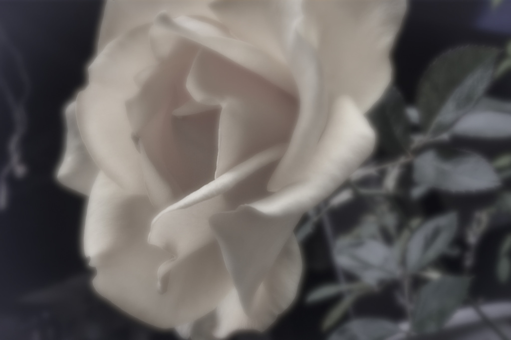 ダークトーンと花々の接写　Vol. 33