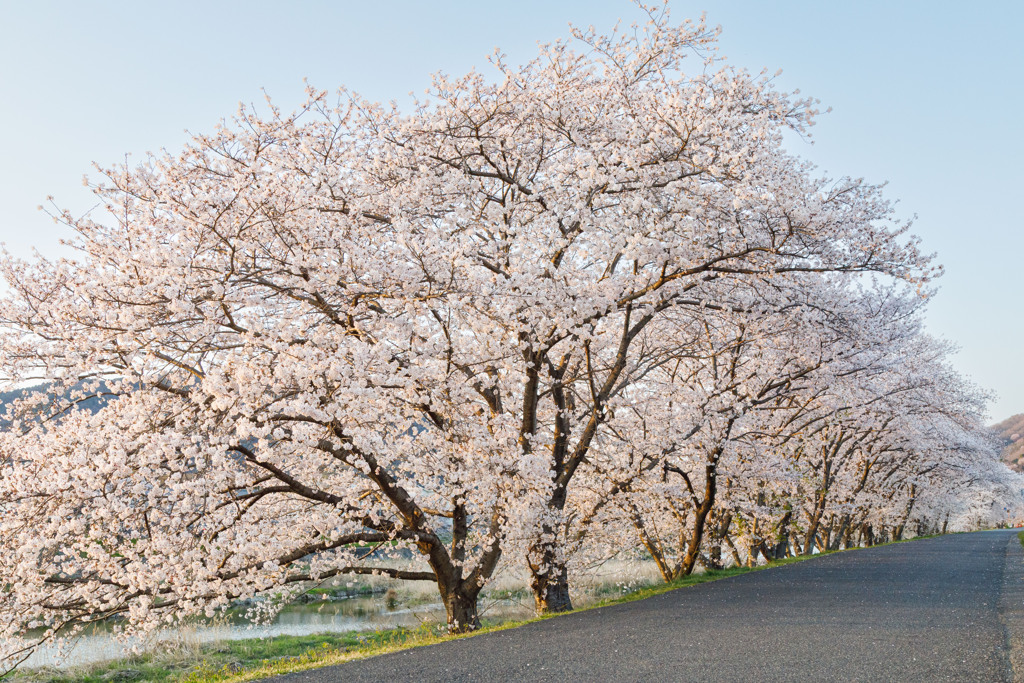 【 桜並木 】
