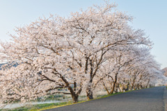 【 桜並木 】